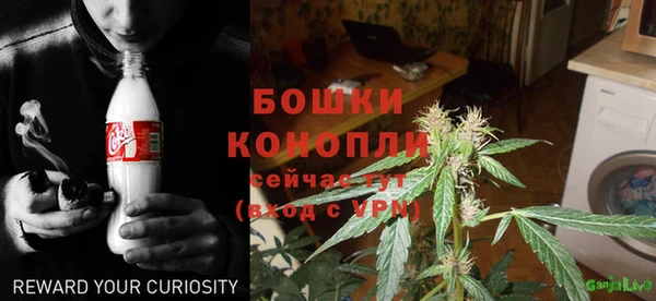 прущие грибы Горно-Алтайск